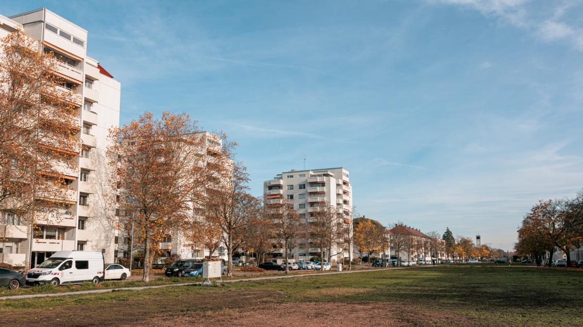 Die ersten Bäume werden gepflanzt