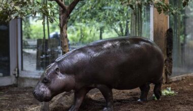 Spatenstich für neue Hippo-Anlage im Duisburger Zoo