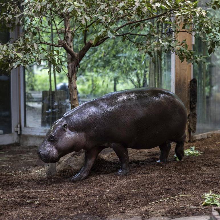 Spatenstich für neue Hippo-Anlage im Duisburger Zoo