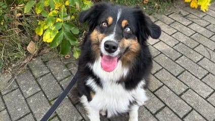 Hund Charlyn aus dem Tierheim Dresden sucht ein neues Zuhause.