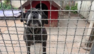 Tierheim-Mitarbeiter aus Duisburg – Hund Purple hatte „nie eine Anfrage“