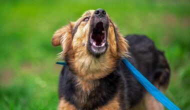 „Sein Hund hatte mir ein Stück Fleisch aus dem Bein gebissen“