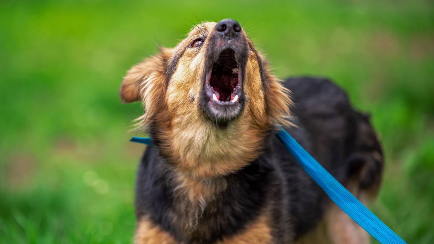 „Sein Hund hatte mir ein Stück Fleisch aus dem Bein gebissen“