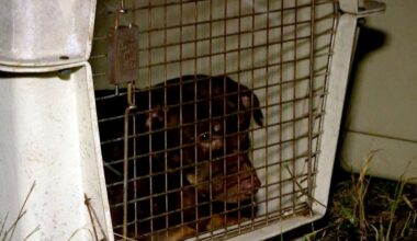 130 verwahrloste Hunde gerettet: Neue Details zur Besitzerin der Tiere