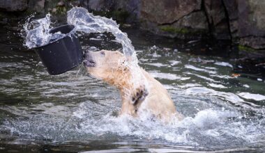 Zoo Hannover: Tierpfleger sprachlos – „Das erlebt man auch nicht so oft“