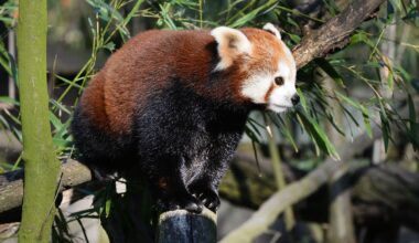 Todesnachricht aus Zoom Gelsenkirchen - Mitarbeiter hatten keine andere Wahl