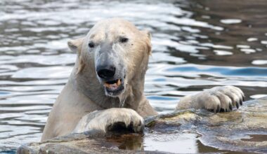 Zoom Gelsenkirchen zeigt Video aus Eisbär-Gehege – Besucher ungläubig