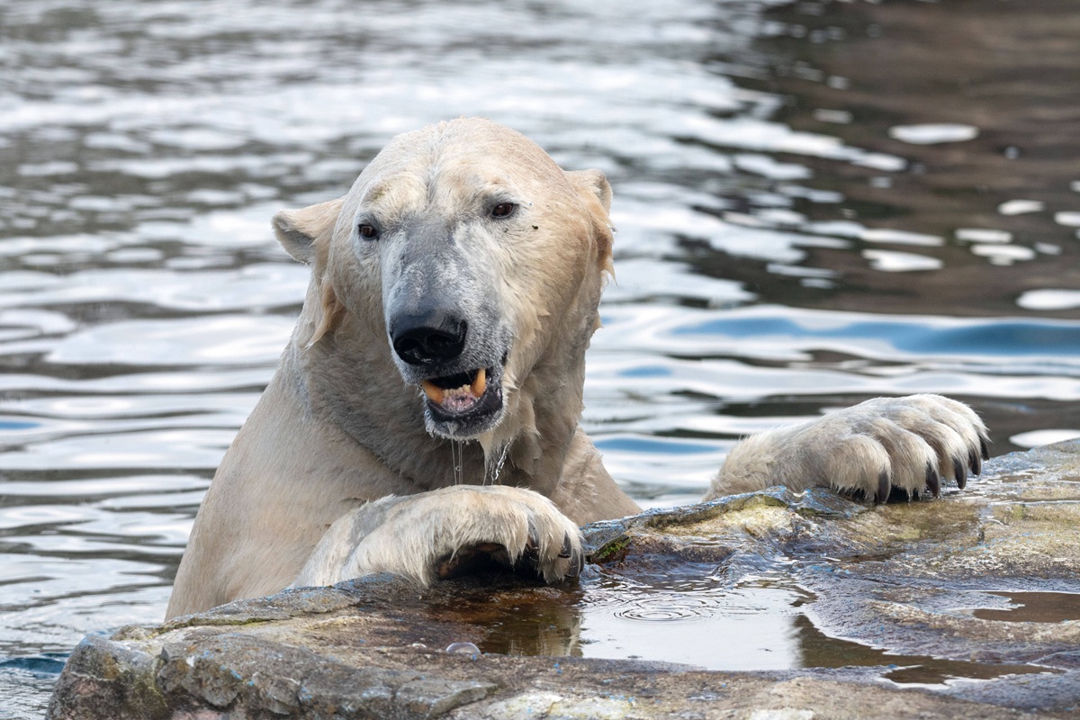 Zoom Gelsenkirchen zeigt Video aus Eisbär-Gehege – Besucher ungläubig