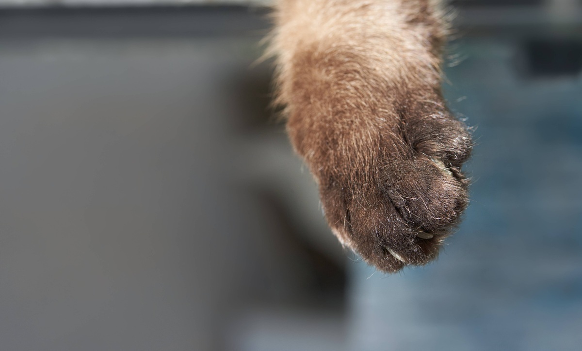 Katzen-Not in Duisburg – Verein am Rande der Verzweiflung: „Nur heftig“