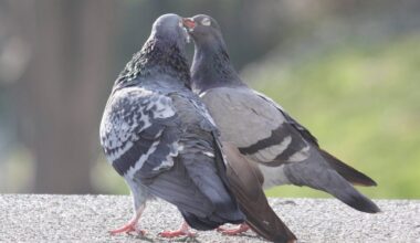Brücke an der Briller Straße bekommt Vogeleinflugschutz