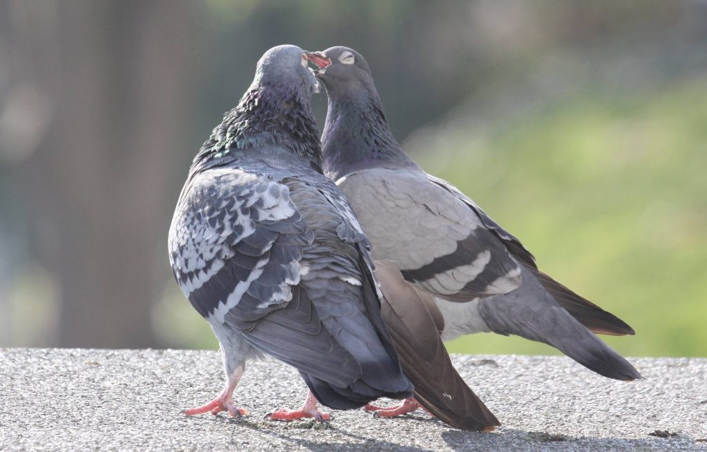 Brücke an der Briller Straße bekommt Vogeleinflugschutz