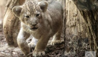 Junger Löwe am Steuer – Clip wohl nicht in Bremen gedreht