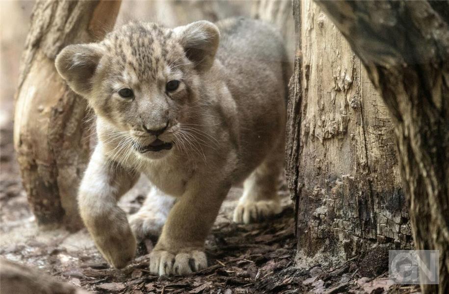 Junger Löwe am Steuer – Clip wohl nicht in Bremen gedreht