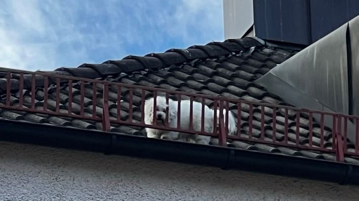 In München musste die Feuerwehr einen herrenlosen Hund vom Dach retten.
