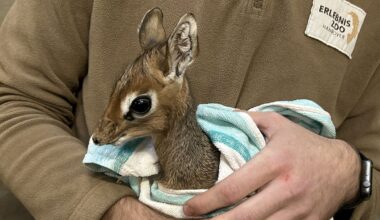 Aufregung im Zoo Hannover! Tierpfleger hin und weg- news38.de