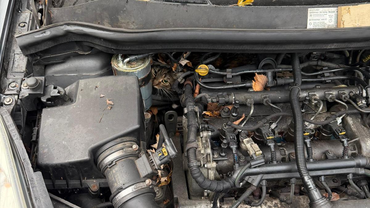 Feuerwehr Augsburg rettet vermisste Katze aus Motorraum eines Autos in Oberhausen
