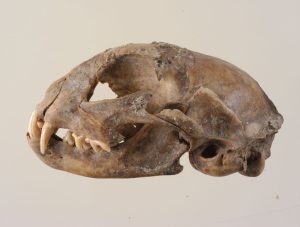 Katzenschädel aus Mauetrn