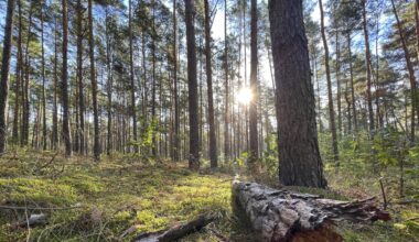 Waldbäumen in Berlin ging es noch nie so schlecht