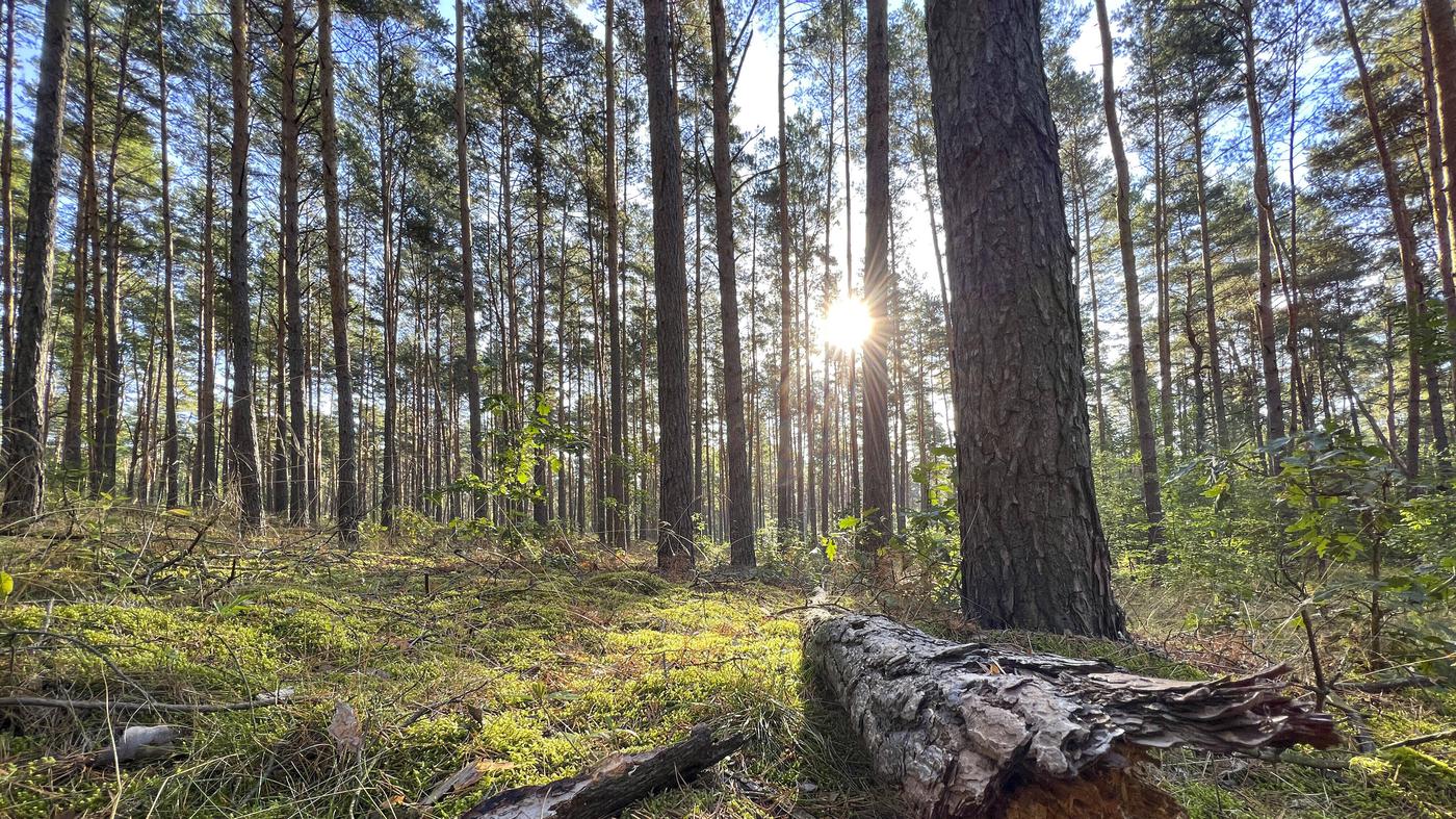 Waldbäumen in Berlin ging es noch nie so schlecht