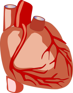 Herz: Neues Medikament schützt Organ und hilft bei Diabetes (Bild: OpenClipart-Vectors, pixabay.com) Herz: Neues Medikament schützt Organ und hilft bei Diabetes (Bild: OpenClipart-Vectors, pixabay.com)