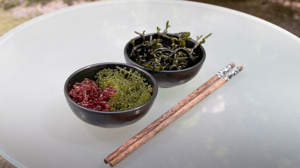 Gesund und nachhaltig: Warum wir mehr Algen essen sollten