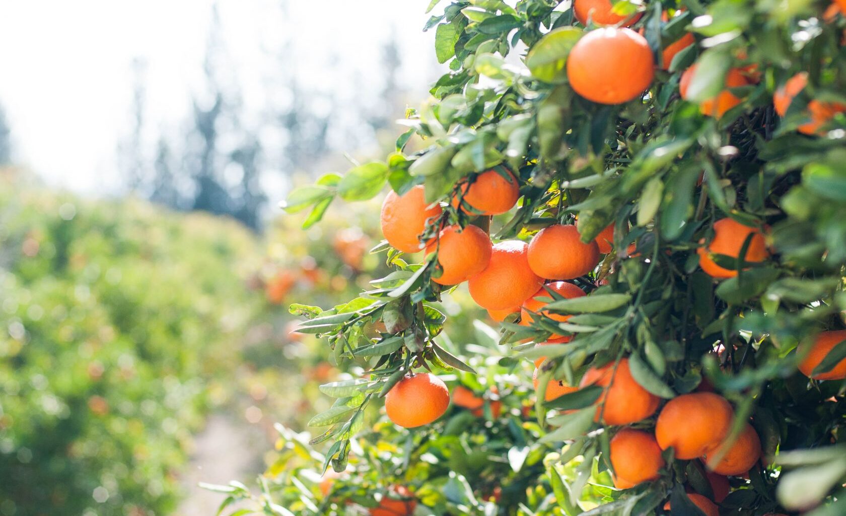 Förderung der Zitrusfrüchte der Algarve in Frankreich