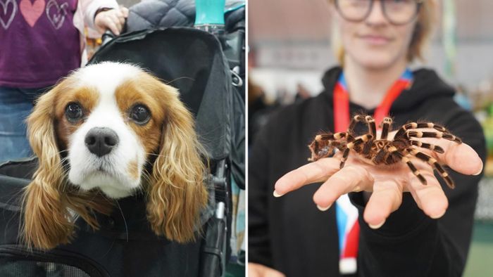 Haustiermesse in Stuttgart: Spinne in der Hand und Hund im Kinderwagen – das ist auf der Animal geboten