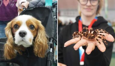 Haustiermesse in Stuttgart: Spinne in der Hand und Hund im Kinderwagen – das ist auf der Animal geboten