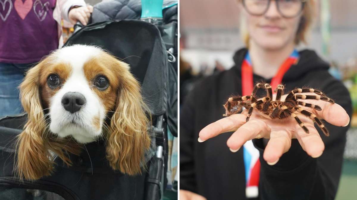 Haustiermesse in Stuttgart: Spinne in der Hand und Hund im Kinderwagen – das ist auf der Animal geboten