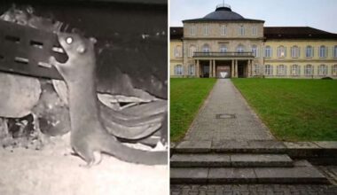 Tierischer Gast in Stuttgart: Nach Siebenschläfer-Besuch: Uni Hohenheim will „Raum der Stille“ bald eröffnen