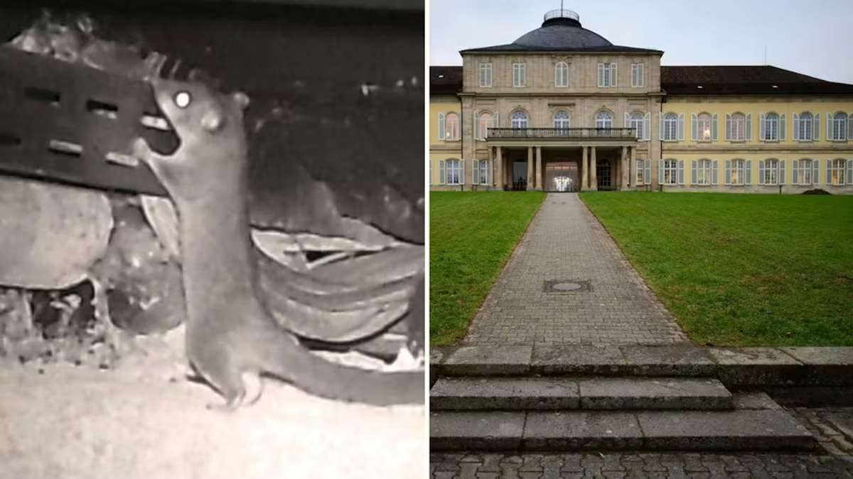 Tierischer Gast in Stuttgart: Nach Siebenschläfer-Besuch: Uni Hohenheim will „Raum der Stille“ bald eröffnen