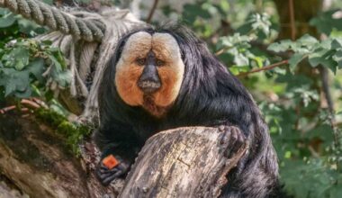Wilhelma in Stuttgart: Gut geföhnt in der Wilhelma? Im Amazonienhaus ist das ganz besonders wichtig