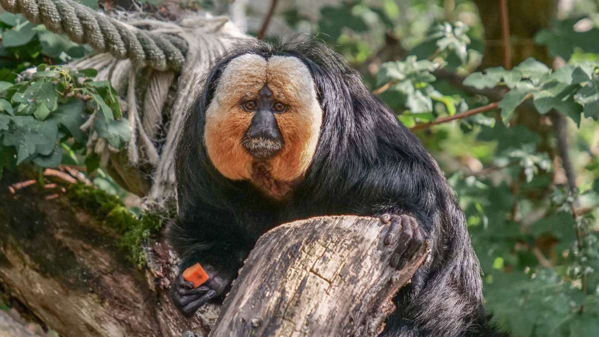 Wilhelma in Stuttgart: Gut geföhnt in der Wilhelma? Im Amazonienhaus ist das ganz besonders wichtig
