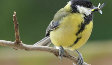 Nach Neonics-Aus: Singvögel erholen sich in Frankreich
