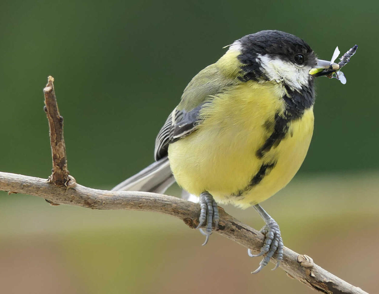 Nach Neonics-Aus: Singvögel erholen sich in Frankreich