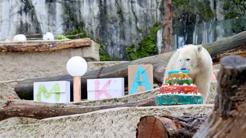 Eisbär-Jungtier Mika feiert ersten Geburtstag im Karlsruher Zoo
