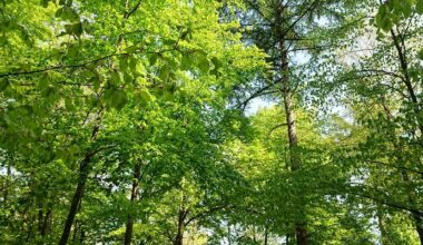 Große Pflanzaktion in Essen - Radio Essen