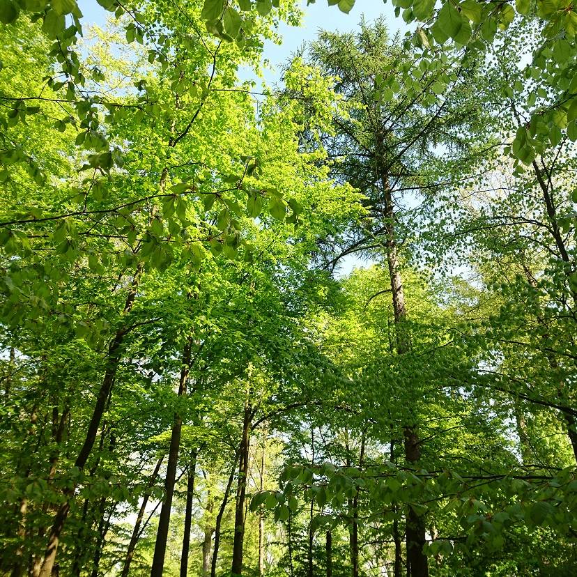 Große Pflanzaktion in Essen - Radio Essen