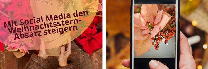 Mit Social Media den Weihnachtsstern-Absatz steigern: Neun Profi-Tipps, wie es garantiert funktioniert