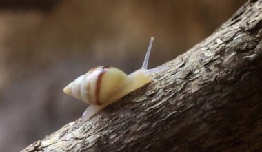 Erfolgreiche Wiederansiedlung der einst ausgestorbenen Moorea-Baumschnecke mit Hilfe von Zoos