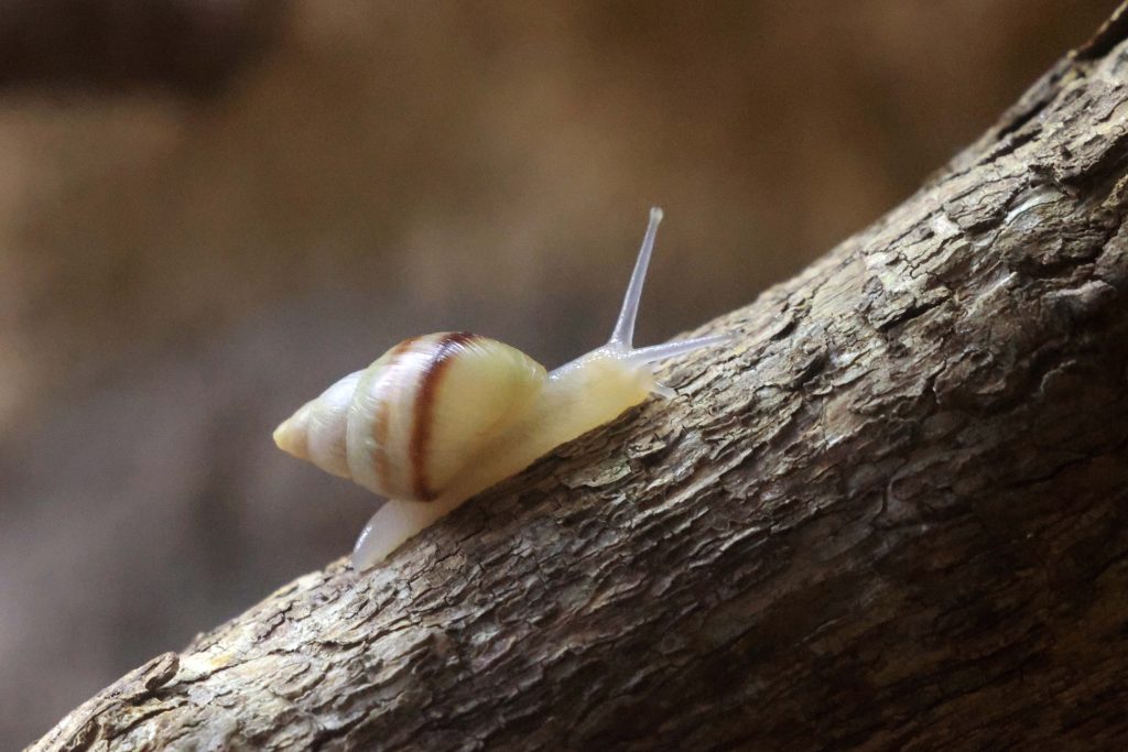 Erfolgreiche Wiederansiedlung der einst ausgestorbenen Moorea-Baumschnecke mit Hilfe von Zoos
