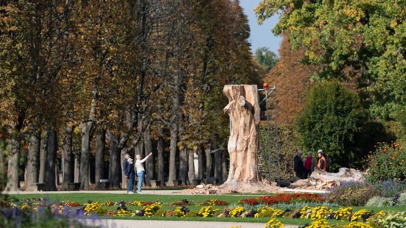 Parkbesucher stehen neben einem Buchentorso für eine abgestorbene Blutbuche im Schlosspark Pillnitz (Archivbild): Auch die zweite Blutbuche muss gefällt werden. Parkbesucher stehen neben einem Buchentorso für eine abgestorbene Blutbuche im Schlosspark Pillnitz (Archivbild): Auch die zweite Blutbuche muss gefällt werden.