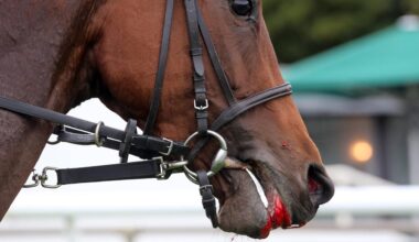 FN kritisiert Entscheidung: Reitsport-Weltverband lockert die Blut-Regel - sportschau.de
