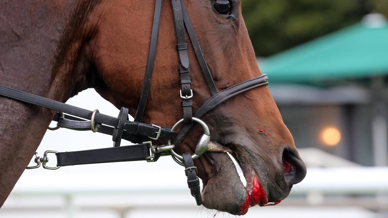FN kritisiert Entscheidung: Reitsport-Weltverband lockert die Blut-Regel - sportschau.de