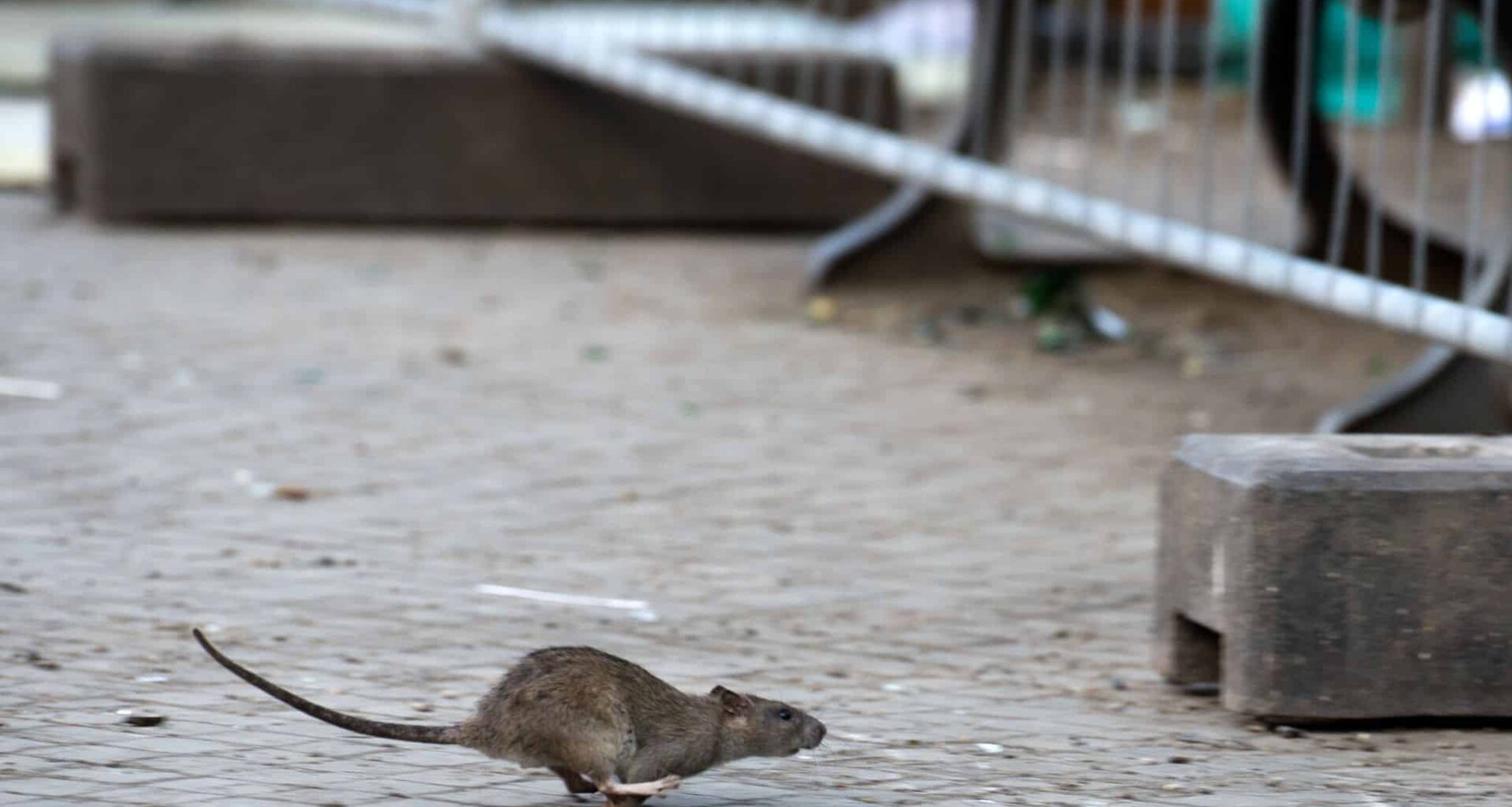 Ratten in Sachsens Städten – Abfall als Hauptursache