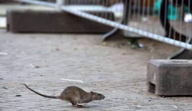 Ratten in Sachsens Städten – Abfall als Hauptursache