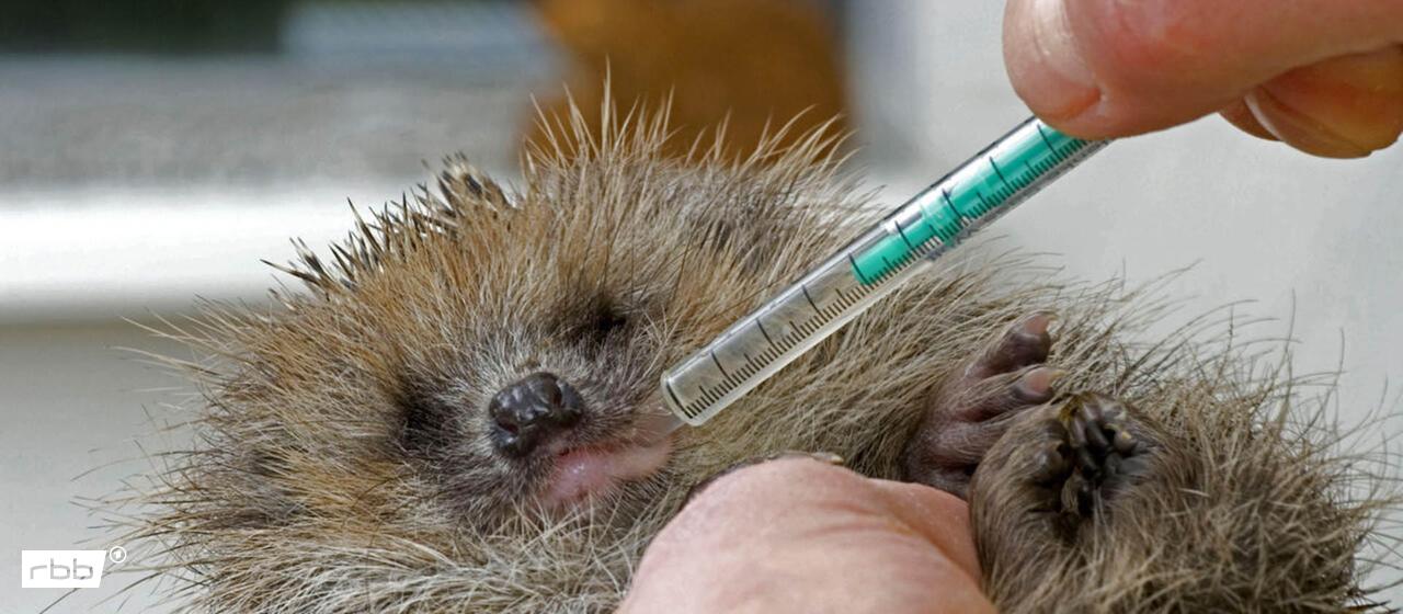 Symbolbild: Westeuropaeischer Igel wird von einem Arzt behandelt und mit Wasser versorgt. (Quelle: dpa/Pulwey)
