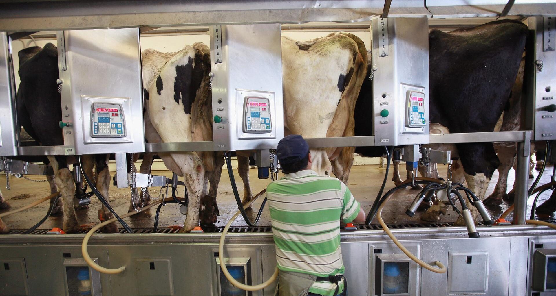Mehrere Kühe werden mit einem Melkgerät gemolken. Ein Landwirt in Jeans und T-Shirt überwacht das Vorgehen. Bundesstaat Indiana, USA