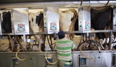 Mehrere Kühe werden mit einem Melkgerät gemolken. Ein Landwirt in Jeans und T-Shirt überwacht das Vorgehen. Bundesstaat Indiana, USA