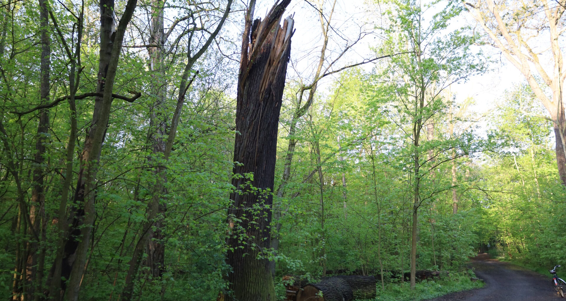 Grünflächenamt pflanzt neue Stieleichen im Stadtwald · Leipziger Zeitung